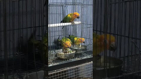 Tame Sun Conure Babies l #shorts l #pets l #sunconure l @BikisAviary