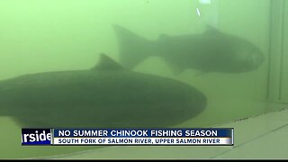 No Chinook fishing on South Fork Salmon, Upper Salmon rivers