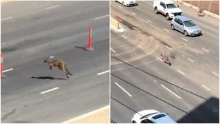 Canguru bloqueia estrada na Austrália!