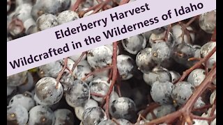 Harvesting Elderberries in the Wilderness