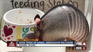 CROW's Ambassador Enclosure Opens