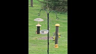 A Flurry Of Finches...American Goldfinches!