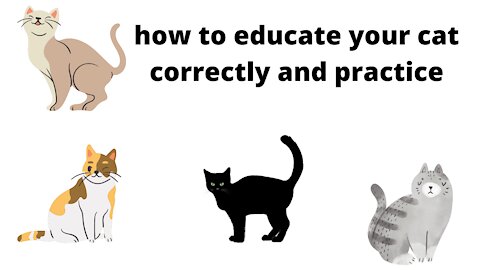 how to educate your cat and have life