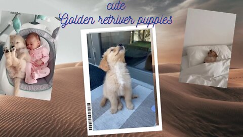 Golden Retriever - The Best Dog Breed | Cute Golden Retriever Puppy | Golden Retriever 🥰😘