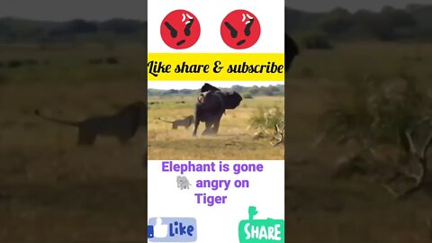 Elephant 🐘 is gone angry 😡 on Tiger|#shorts #youtubeshorts