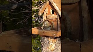 Squirrel with a Peanut Up Close #wildlife