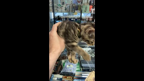 Bodega Kitty!