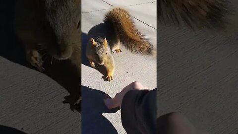 Feeding the squirrels