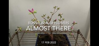 Bonsai Azalea Flower Buds