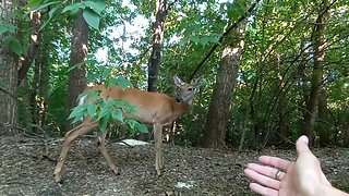 Deer Let Me Get Up Close
