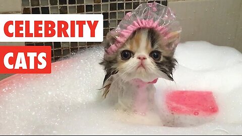 Celebrity Cats | Funny Pet Video Compilation