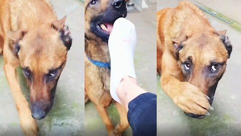 FUNNY DOG -​​ funny dog pretend to smell his owner foot (REALLY FUNNY!!)