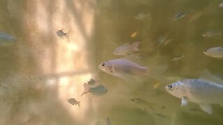 Better video of inside the tank with the Koi