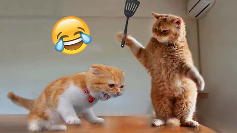 Funniest cats video😂😂