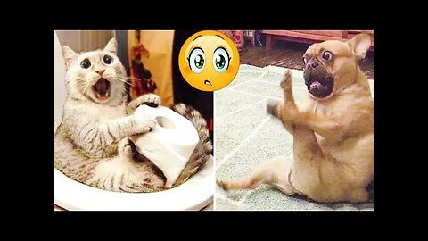 Best Funny Animal Videos 2022 😄 - Funniest Dogs A