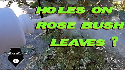 Holes on Rose Bush Leaves? - 7MAY2022