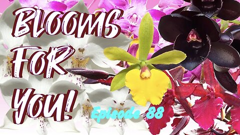 Orchid Updates | Orchid Bloom Dedications | Orchid Blooms for YOU! Episode 88 🌸🌺🌼#ninjaorchids