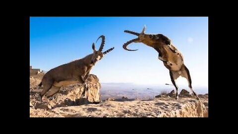 Goat Fighting On Rocks - wild animal