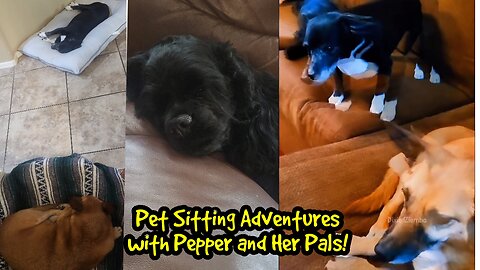 Pet Sitting Adventures with Pepper and Her Pals! 🐶🐶🐶