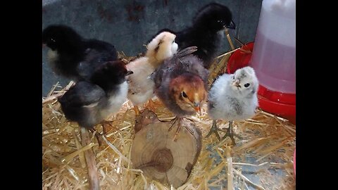 Exotic Mystery Chicks from hatching to 10 days old