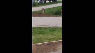 deers eating