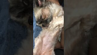 My Bella Shih Tzu Sleeps like a snake