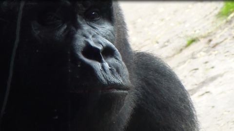 Mischievous gorilla engages in epic wrestling contest