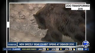 Denver Zoo reveals new grizzly bear habitat