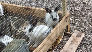 Rabbits Available