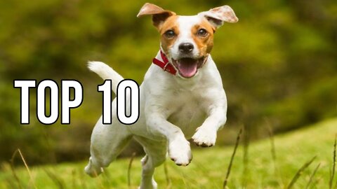 TOP 10 dog barking videos compilation 2022♥ Dog barking sound - Funny dogs