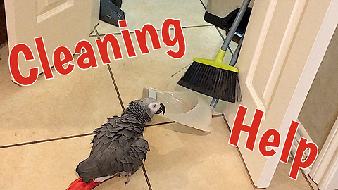 Industrious parrot wants to help sweep the floor