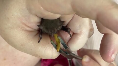 Backyard Buddies - A Rescued Baby Microbat Eats Her First Mealworm (YUCK)! - Meet Aurora