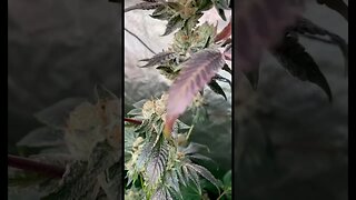 Forumz Day Before Harvest | Week 9 of Flower