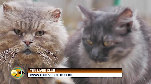Clyde's Feed and Animal Center - Ten LIves Club