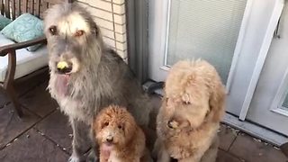 Trio of dogs enjoy their peanut butter