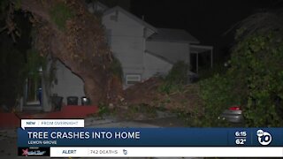 Tree crashes down onto Lemon Grove home