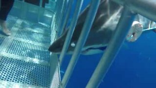 Tubarão-branco colide com jaula de mergulhadores