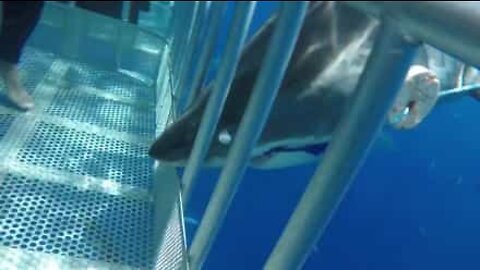 Tubarão-branco colide com jaula de mergulhadores