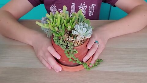 Succulent match-making -- finding succulents that work well together in arrangements
