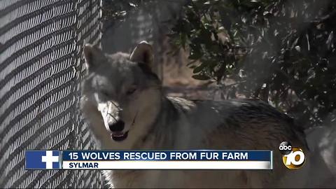 15 wolves rescued from fur farm, Sylmar
