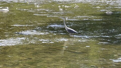 Great Blue Heron finally sniped a minnow