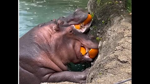 Hungry Hippos Delight in Pumpkin Treats at the Zoo