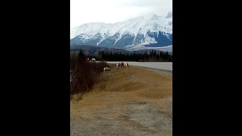 JASPER, AB, CANADA. COVID MADNESS RAGES ON! (ELK, BIGHORN EWES, SCENERY SLIDESHOW)