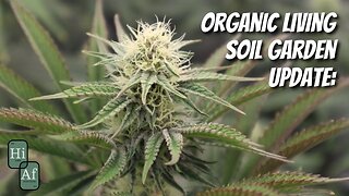 Week 3 Flower Update | 100% Organic Living Soil Grown Indoor