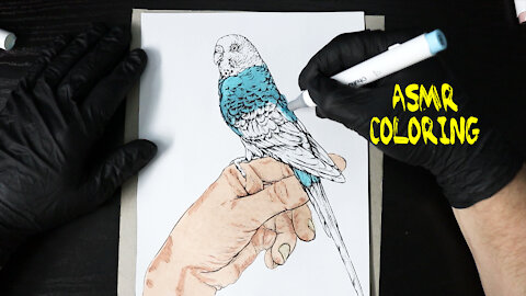 Beautiful Parakeet Coloring-ASMR