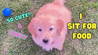 Golden Retriever Puppy Training: Learning to sit
