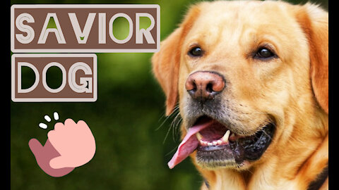 Savior Dog is my Hero 🥺