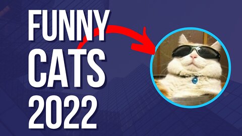 FUNNY CATS 2022