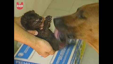 Dog Adopts a Panther Cub