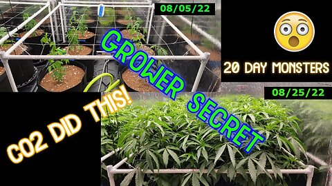 What does CO2 REALLY do? Before and After Results. Explosive Growth in under 3 weeks!